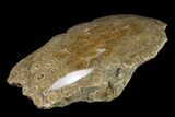Polished Fossil Coral (Actinocyathus) - Morocco #136293-2